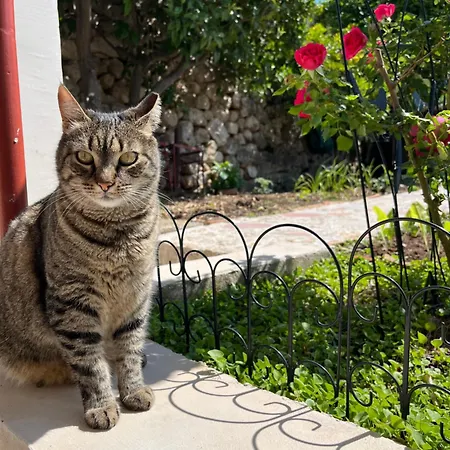 Vicina Summer דירה *