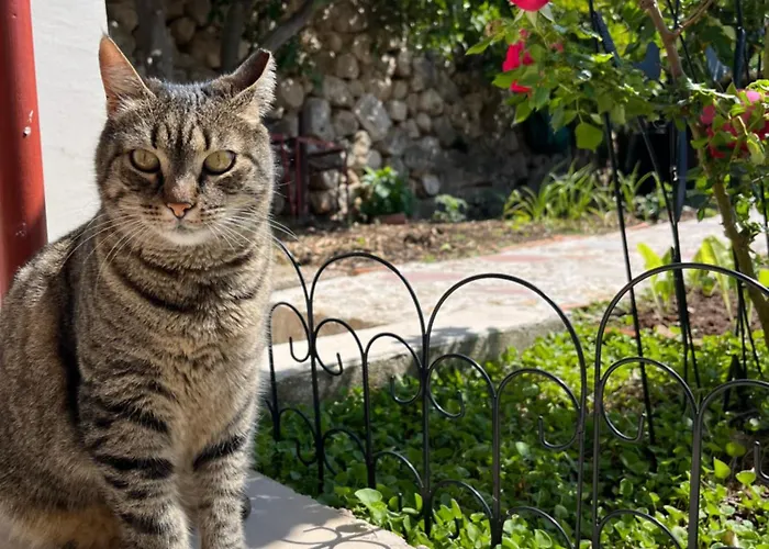 Vicina Summer Διαμέρισμα *